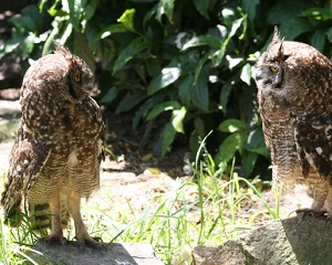 owl-chatting-1385170-639x426